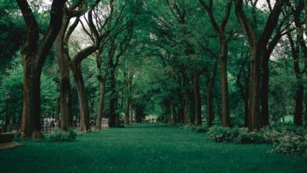 piantare alberi città riduce temperatura 3 gradi